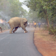 Imagen: Biplab Hazra/Sanctuary Wildlife Photography Awards